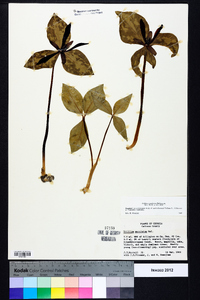 Trillium maculatum image