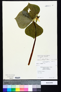 Trillium rugelii image