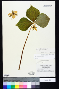 Trillium rugelii image