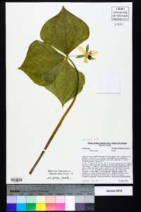 Trillium rugelii image