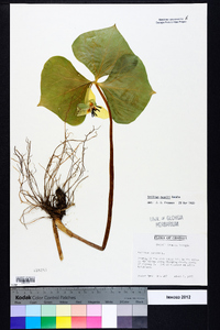 Trillium rugelii image