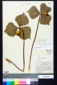 Trillium rugelii image