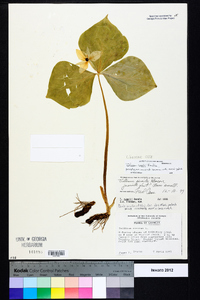 Trillium rugelii image