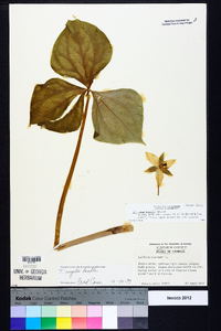 Trillium rugelii image