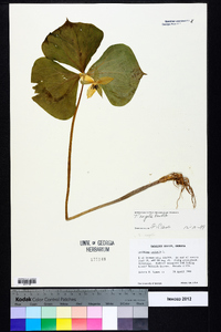 Trillium rugelii image