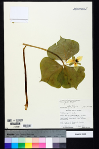 Trillium rugelii image