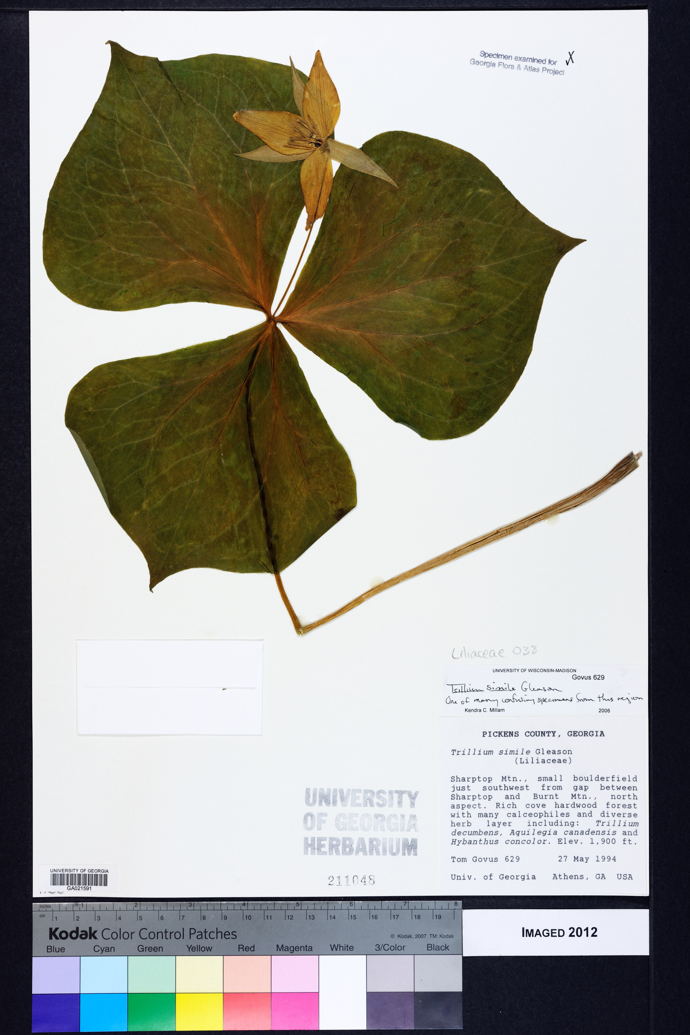 Trillium simile image