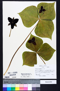 Trillium sulcatum image