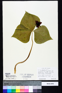 Trillium sulcatum image