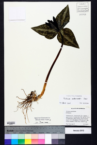 Trillium underwoodii image