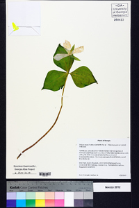 Trillium vaseyi image