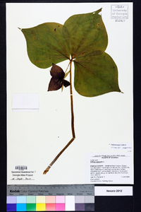 Trillium vaseyi image