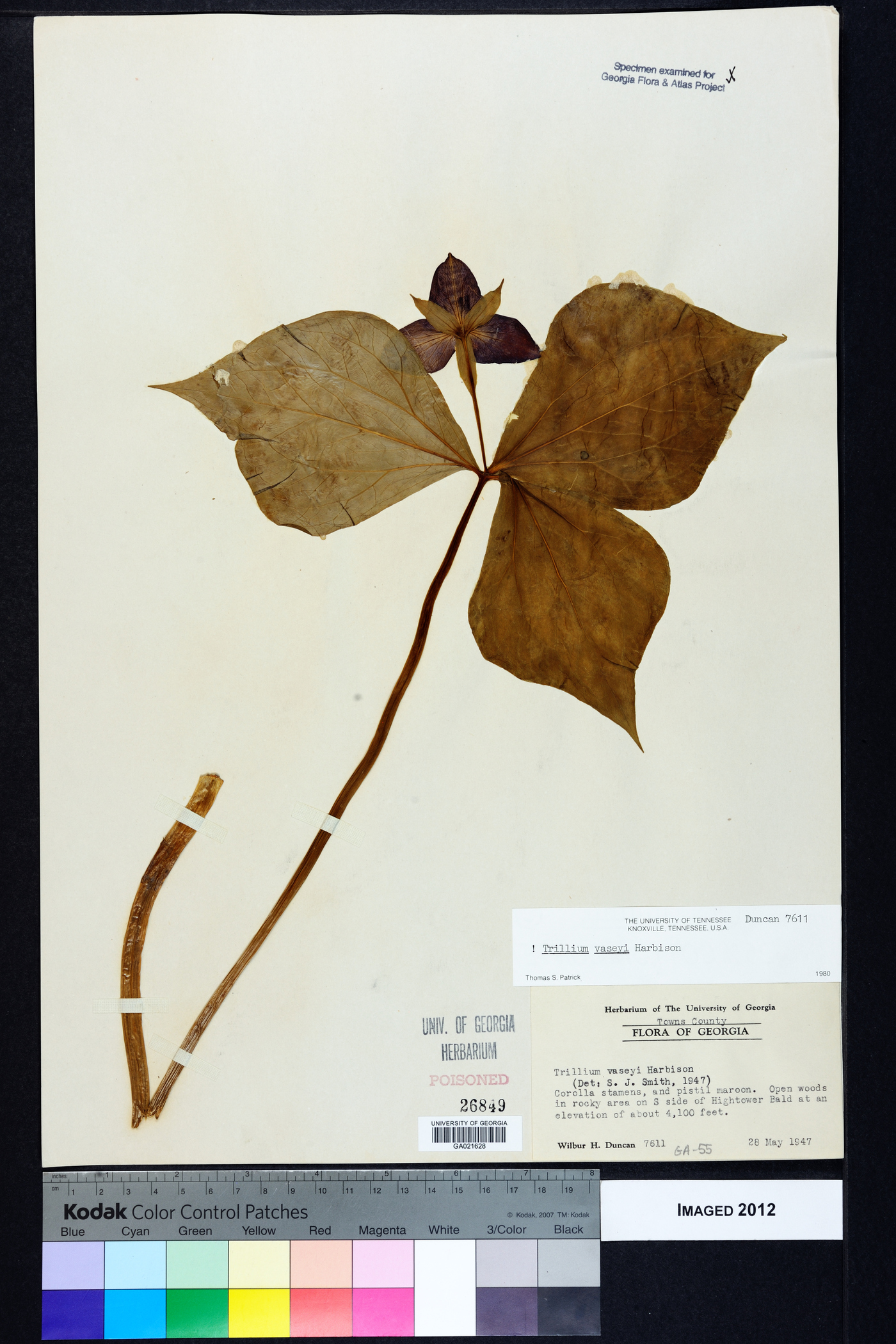 Trillium vaseyi image