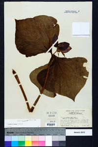 Trillium vaseyi image