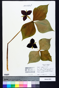 Trillium vaseyi image