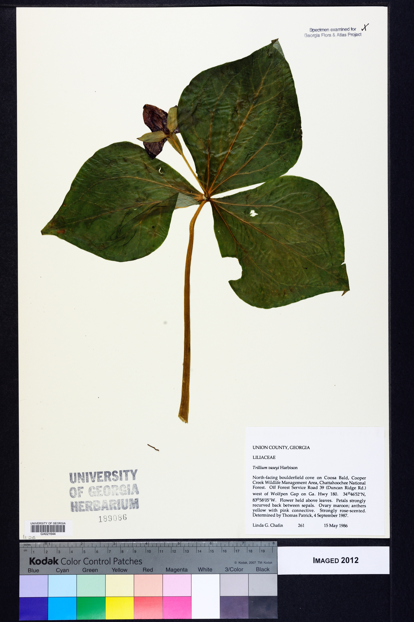 Trillium vaseyi image