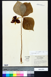 Trillium vaseyi image