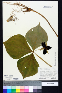 Trillium vaseyi image