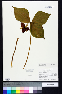 Trillium vaseyi image