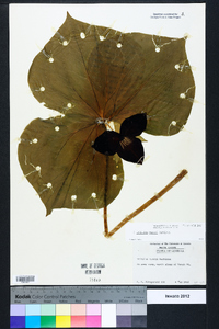 Trillium vaseyi image