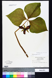 Trillium vaseyi image