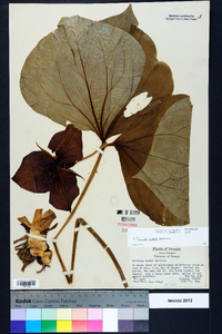 Trillium vaseyi image