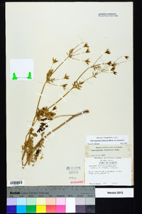 Chaerophyllum tainturieri var. tainturieri image