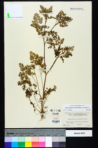 Chaerophyllum tainturieri var. tainturieri image