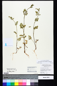 Chaerophyllum tainturieri var. tainturieri image