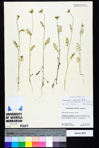 Daucus pusillus image