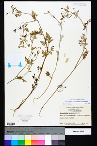 Chaerophyllum tainturieri var. tainturieri image