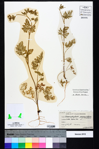 Chaerophyllum tainturieri var. tainturieri image