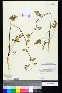 Chaerophyllum tainturieri var. tainturieri image