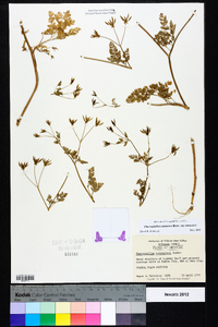 Chaerophyllum tainturieri var. tainturieri image