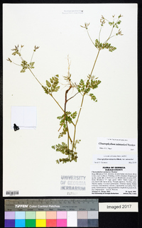 Chaerophyllum tainturieri var. tainturieri image