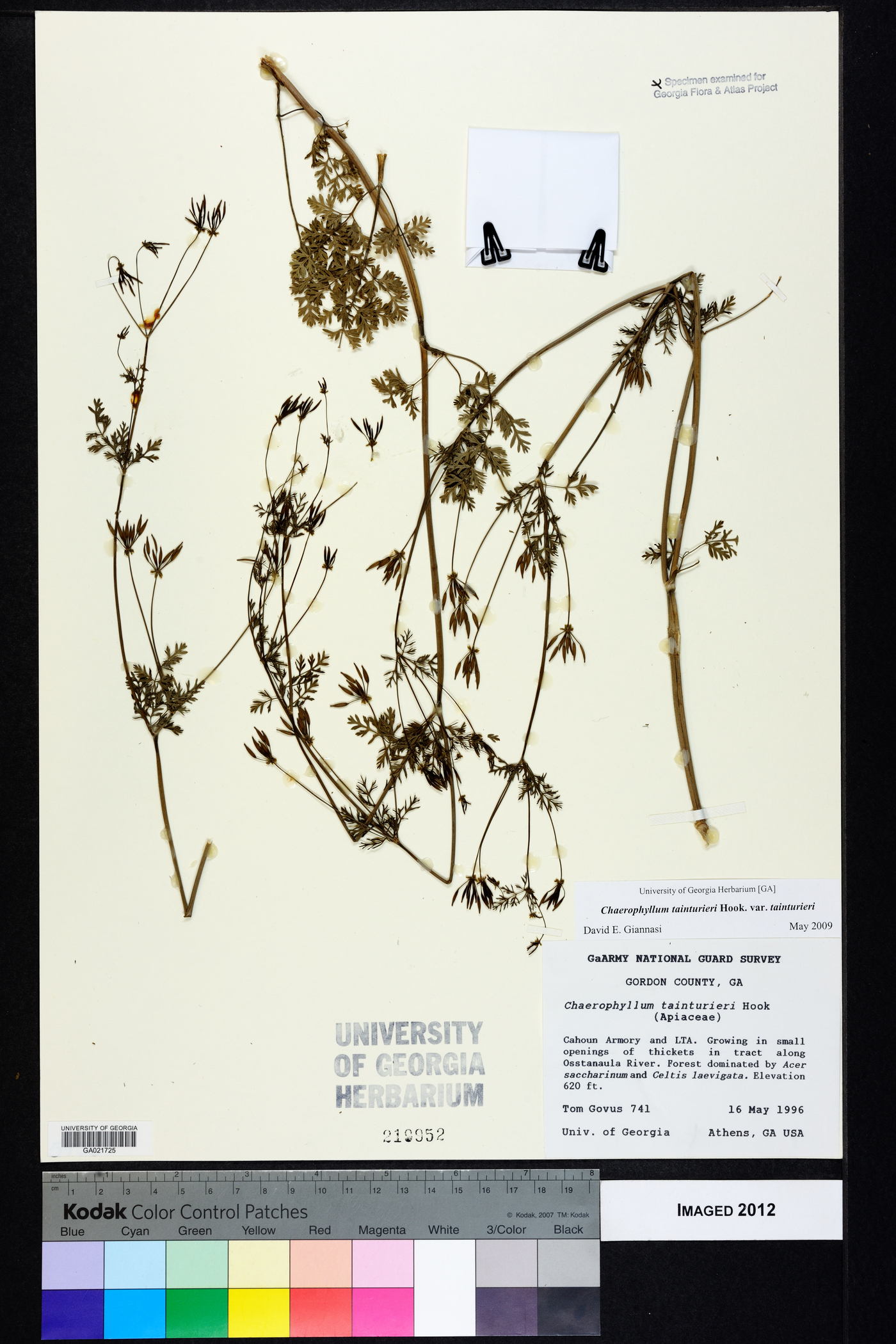 Chaerophyllum tainturieri var. tainturieri image