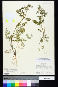 Chaerophyllum tainturieri var. tainturieri image