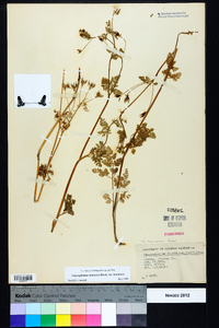 Chaerophyllum tainturieri var. tainturieri image