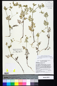 Chaerophyllum tainturieri var. tainturieri image