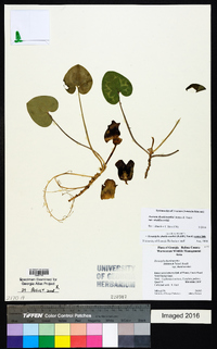 Hexastylis shuttleworthii image