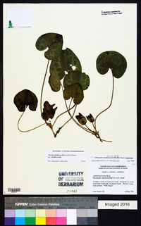 Hexastylis shuttleworthii image