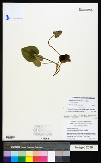 Hexastylis shuttleworthii image