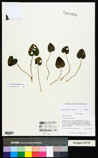 Hexastylis virginica image