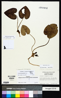 Hexastylis heterophylla image