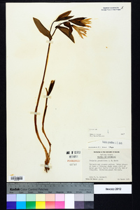 Uvularia grandiflora image