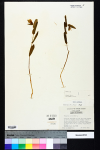 Uvularia perfoliata image