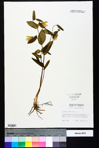 Uvularia perfoliata image