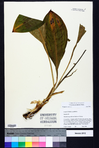 Veratrum parviflorum image