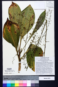 Veratrum parviflorum image