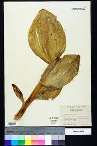 Veratrum viride image